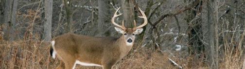 OWV10 Whitetail Buck